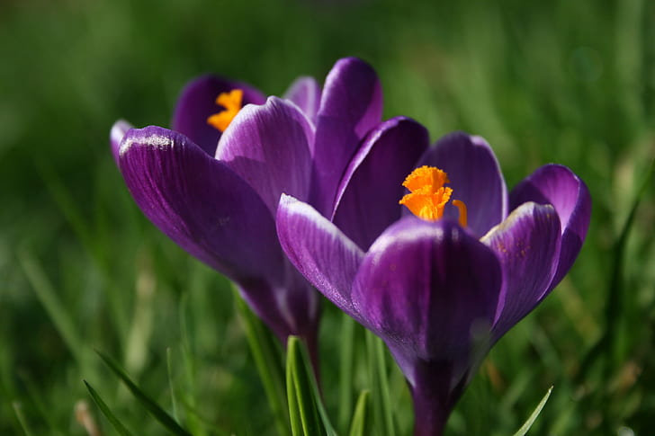 fioletowy kwiat krokusa w ciągu dnia \, woskowy, płatki, fioletowy, krokus, kwiat, dzień, trawiasty, makro, Zdjęcia, BEZ OGRANICZEŃ, natura, roślina, wiosna, zielony Kolor, piękno w naturze, tulipan, zbliżenie, płatek, świeżość, Tapety HD