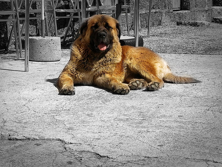 adult tan and black Tibetan mastiff, estrela mountain dog, rocks, tires, lie, HD wallpaper