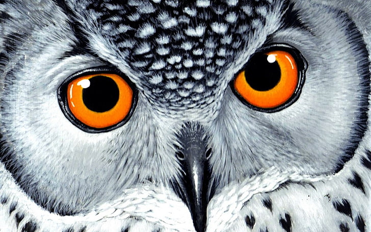 white and black owl, owl, animals, birds, drawing, white, yellow eyes, orange, HD wallpaper