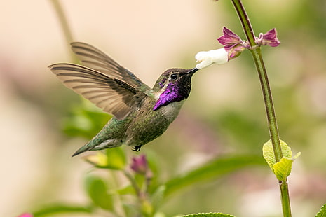 pluma de pájaro gris y púrpura alas extendidas fotografía de enfoque automático, colibrí, colibrí, colibrí, pájaro, flotando, naturaleza, vida silvestre, animal, iridiscente, pico, pluma, pajarera, vuelo, Fondo de pantalla HD HD wallpaper