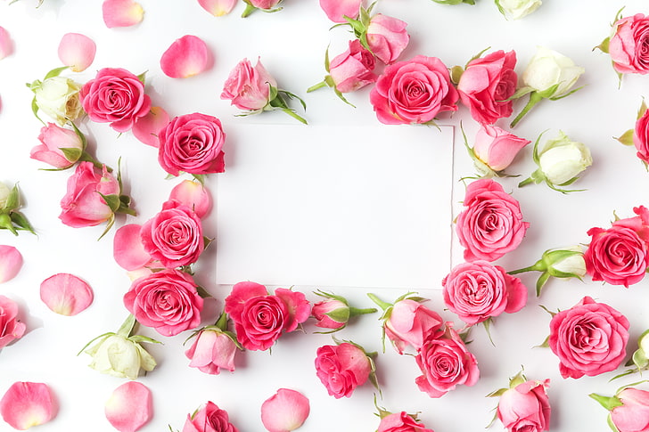 rosa ros, rosor, knoppar, rosa, blommor, romantisk, alla hjärtans dag, HD tapet