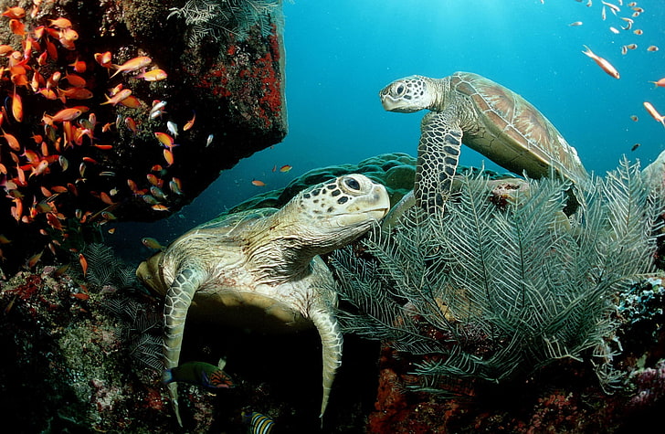 Two Green Sea Turtle, two gray and brown turtles, Animals, Sea, Green, Turtle, HD wallpaper