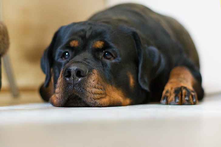 tan and black Labrador retriever, sadness, look, dog, Rottweiler, HD wallpaper