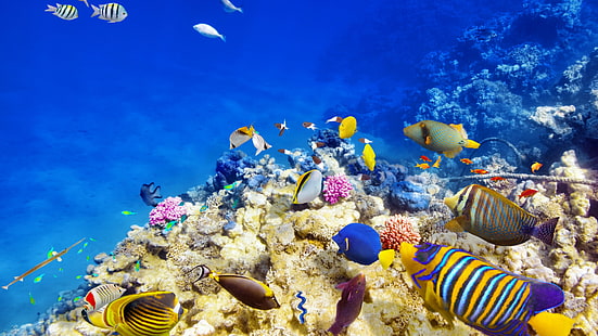 paraíso dos recifes de corais 4k, HD papel de parede HD wallpaper