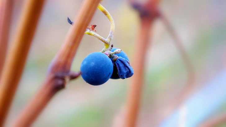 fruta azul redonda, baya, rama, madura, planta, Fondo de pantalla HD