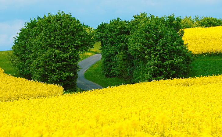 Красив пролетен пейзаж, зелени дървета, сезони, пролет, жълто, зелено, цветя, път, далеч, полета, жив плет, маслодайна семена, полеви семена, HD тапет