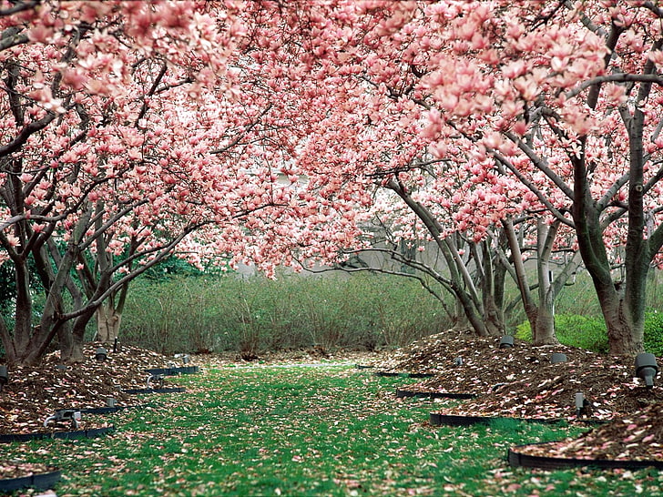 ピンクの桜、春、庭、開花、木、ピンク、 HDデスクトップの壁紙