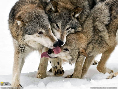 three brown wolves, wolf, National Geographic, animals, tongues, HD wallpaper HD wallpaper