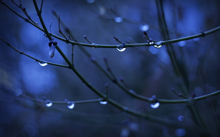 water dew on twig close-up photo, twigs, depth of field, water drops, nature, plants, HD wallpaper