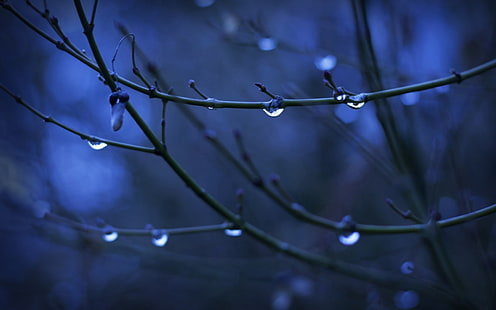 Wassertau auf Zweignahaufnahmefoto, Zweige, Schärfentiefe, Wassertropfen, Natur, Pflanzen, HD-Hintergrundbild HD wallpaper