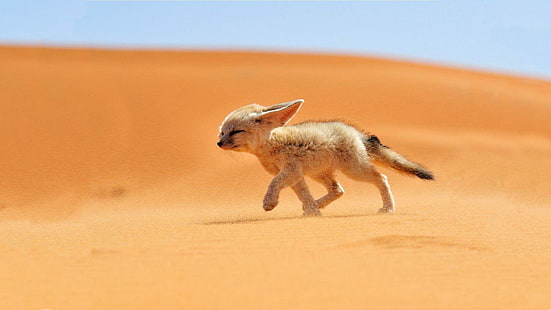 Desertos de areia Fennec Fox, desertos, raposa fennec, raposas, geografia nacional, corrida, areia, HD papel de parede HD wallpaper