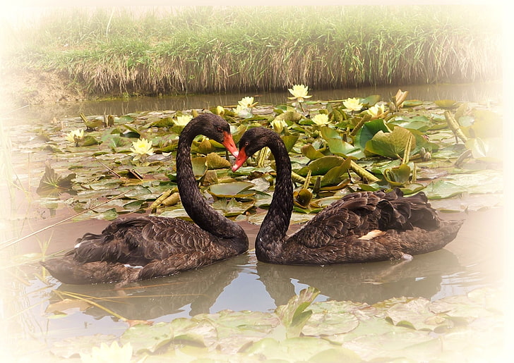 two black swans, swans, lake, water lilies, pair, faithfulness, birds, HD wallpaper