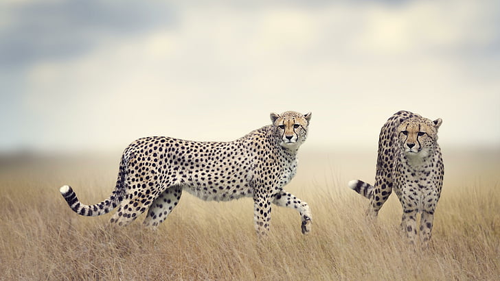 gepard, djurliv, marklevande djur, däggdjur, 5k, 5k uhd, gräsmark, stora katter, savann, HD tapet