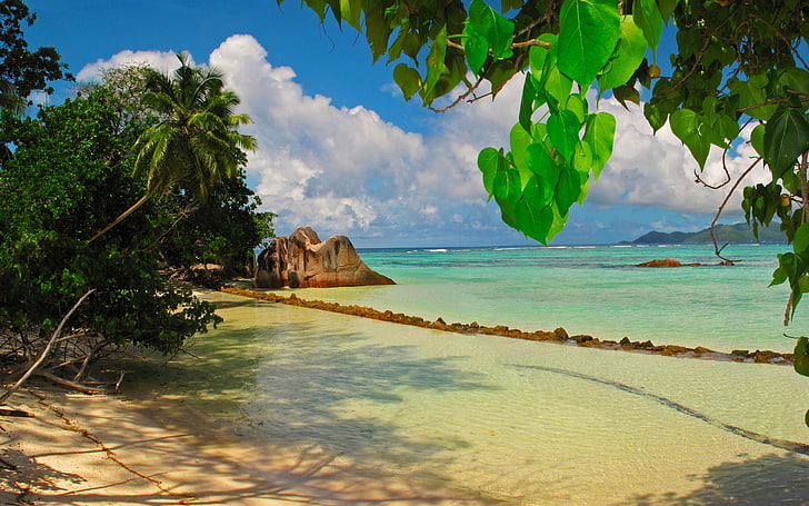 costa, digue, hojas, mar, seychelles, tropical, Fondo de pantalla HD