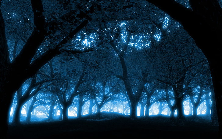 azul negro árboles bosque oscuro luz del sol 1680x1050 Naturaleza Bosques Arte HD, Azul, Negro, Fondo de pantalla HD