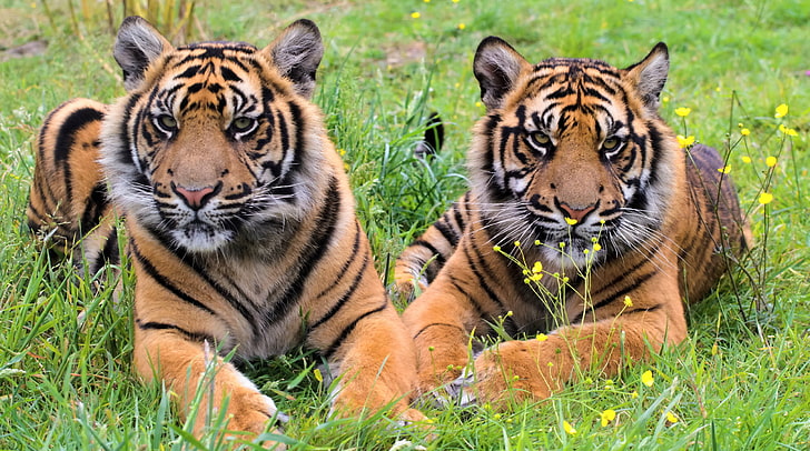 two orange Bengal tigers, grass, tiger, stay, predator, pair, the cubs, HD wallpaper