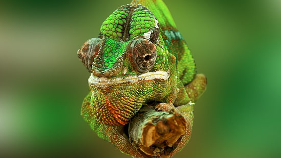 caméléon vert, rouge et brun, animaux, caméléons, reptiles, Fond d'écran HD HD wallpaper