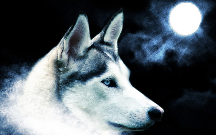blau blaue Augen Tiere Mond Hunde Wolf Wölfe 1440x900 Tiere Hunde HD Art, blau, blaue Augen, HD-Hintergrundbild