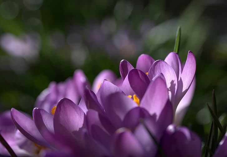 macro, flowers, focus, spring, petals, purple, lilac, Crocuses, saffron, HD wallpaper