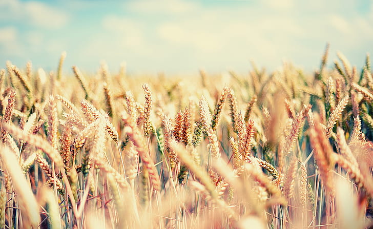 Summer, wheat grass, summer, nature and landscape, HD wallpaper