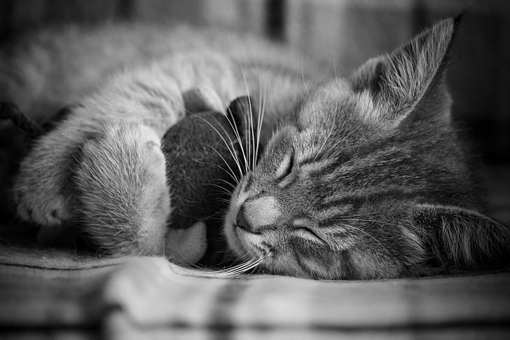 Cat, Kitten, Nice, Sleep, HD wallpaper