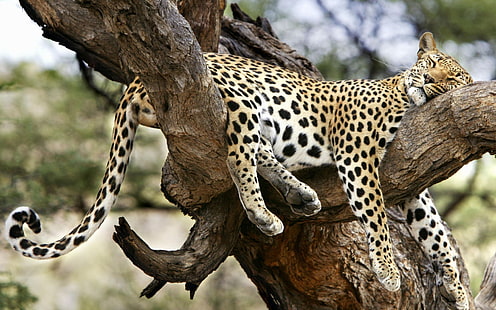 животные, природа, ягуары, леопард (животное), HD обои HD wallpaper