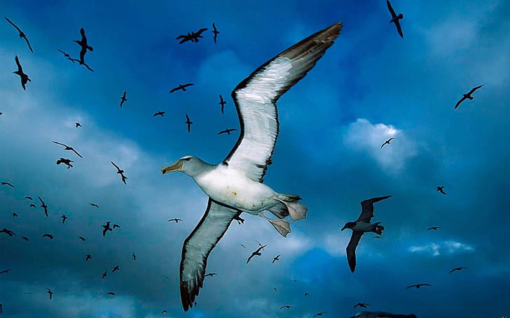 Birds Sky With Seagulls In Flight Desktop Wallpaper Hd 3840×2400, HD wallpaper