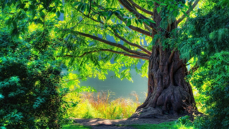 ต้นไม้ใบสีเขียว, ภาพวาดของต้นไม้, ธรรมชาติ, ต้นไม้, ใบไม้, แม่น้ำ, พืช, ไม้, วอลล์เปเปอร์ HD