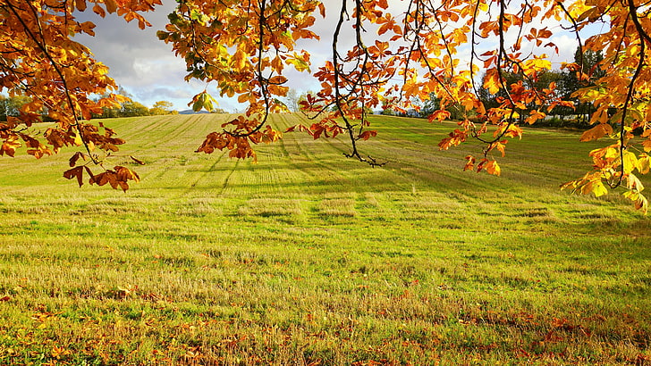 daun kuning, daun musim gugur, padang rumput, padang rumput, alam, padang rumput, daun, lapangan, rumput, musim gugur, pohon, padang rumput, gugur, daerah pedesaan, lanskap, Wallpaper HD