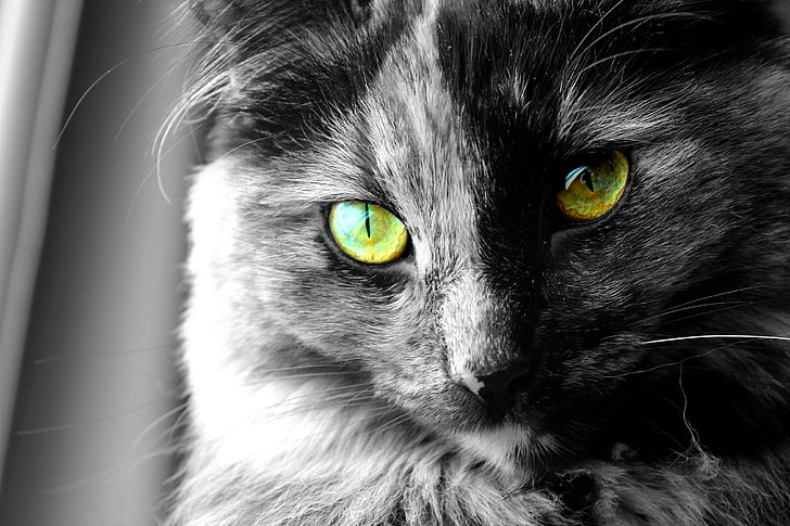selektywna kolorowa fotografia kota, kota, oczu, wybiórczego wybarwienia, zwierząt, Tapety HD