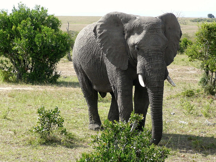 áfrica, grande, elefante, marfim, quênia, mamífero, nacional, natureza, parque, safari, savana, viagem, selvagem, animais selvagens, HD papel de parede