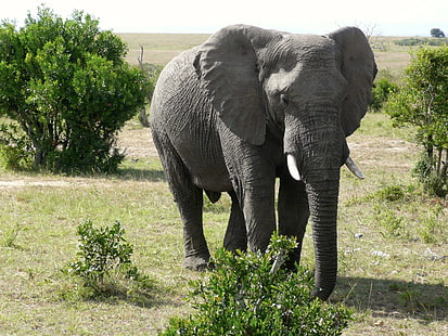 Африка, животно, голям, слон, слонова кост, Кения, бозайник, мара, масай, национален, природа, парк, сафари, савана, пътуване, див, дивата природа, HD тапет HD wallpaper