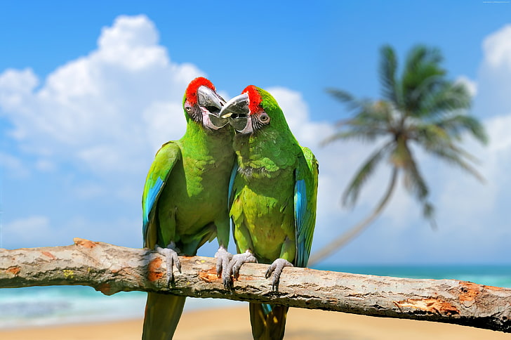 exotic birds, parrot, plumage, branch, green, HD wallpaper