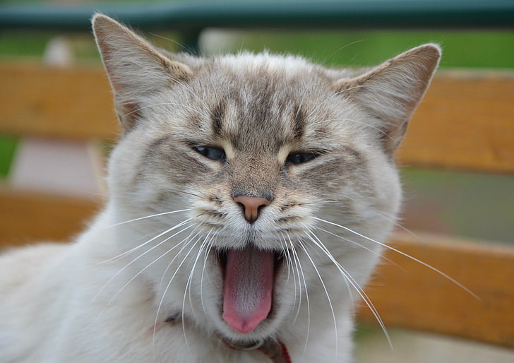 короткошерстный серый кот, кот, зевающий, сладкий, морда, HD обои