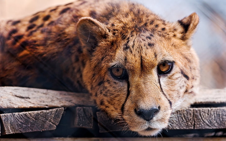 การถ่ายภาพแบบเลือกโฟกัสของเสือชีตาห์สีน้ำตาลเสือชีตาห์ใบหน้าแมวตัวใหญ่นักล่า, วอลล์เปเปอร์ HD