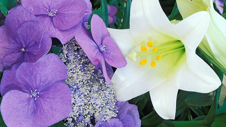 Букет хортензия и лилия, бели и лилави листни цветя, цветя, 1920x1080, лилия, букет, хортензия, HD тапет
