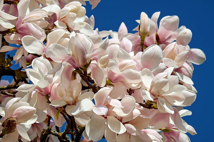 bltenmeer, bush, flowers, fragrant, frhlingsblher, magnolia, magnoliaceae, magnoliengewaechs, ornamental, ornamental plant, spring, tree, tulip magnolia, tulip tree, white pink, HD wallpaper