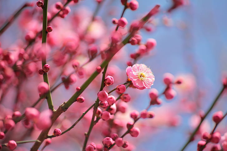 Fotografia macro de flor de cerejeira, rosa Cor, natureza, flor, árvore, ramo, primavera, planta, cabeça de flor, HD papel de parede