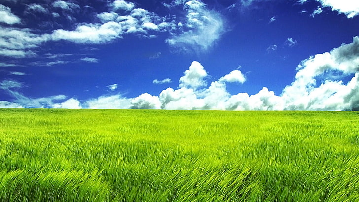 green grass and white clouds, nature, grass, field, wheat, HD wallpaper