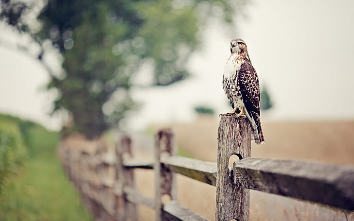 falcon, bird, fence, grass, HD wallpaper