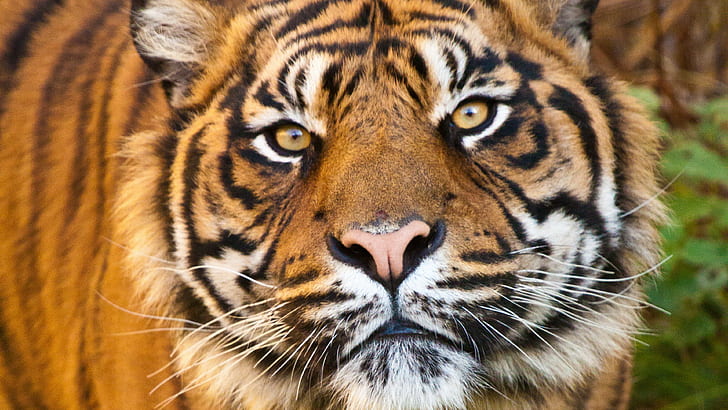 twarz tygrysa, Tapety HD