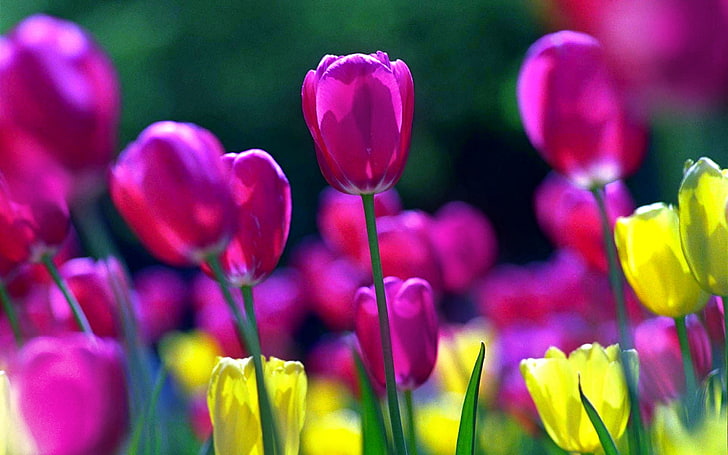 Tulips Flowers Pink And Yellow Color Beautiful Images Spring Desktop Wallpaper Hd 3840×2400, HD wallpaper