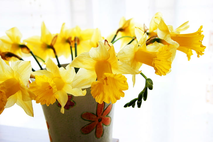 ?Pensée du printemps?, Jonquilles, jaune, fleuriste, printemps, soleil, vase, Fond d'écran HD