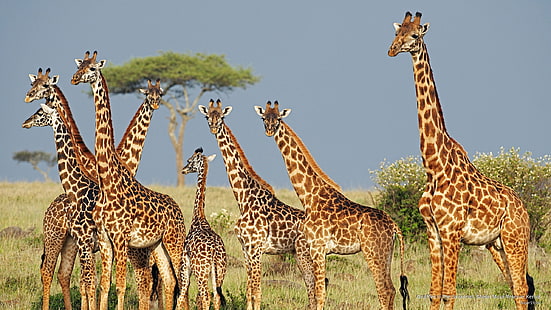 Жирафы в саванне, заповедник Масаи Мара, Кения, животные, HD обои HD wallpaper