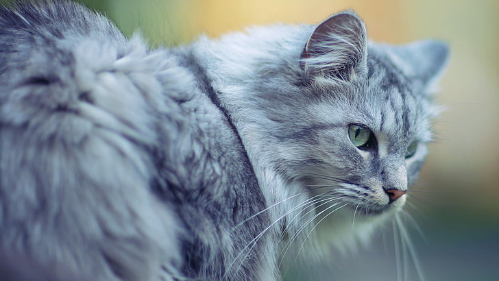 灰色のペルシャ猫、猫、ふわふわ、顔、目、 HDデスクトップの壁紙