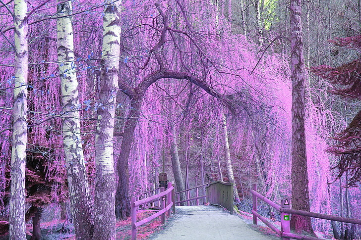ต้นไม้ใบสีชมพูธรรมชาติสัตว์โลกดอกไม้, วอลล์เปเปอร์ HD