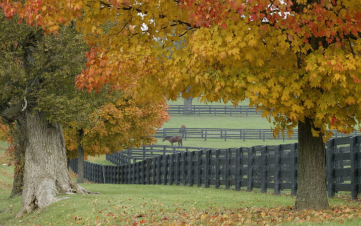 Horse Farm In Fall, HD wallpaper