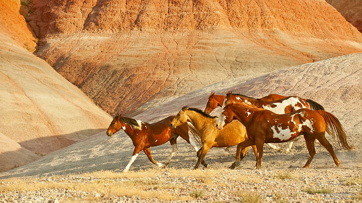 Wild Horses, Wyoming, Animals, HD wallpaper
