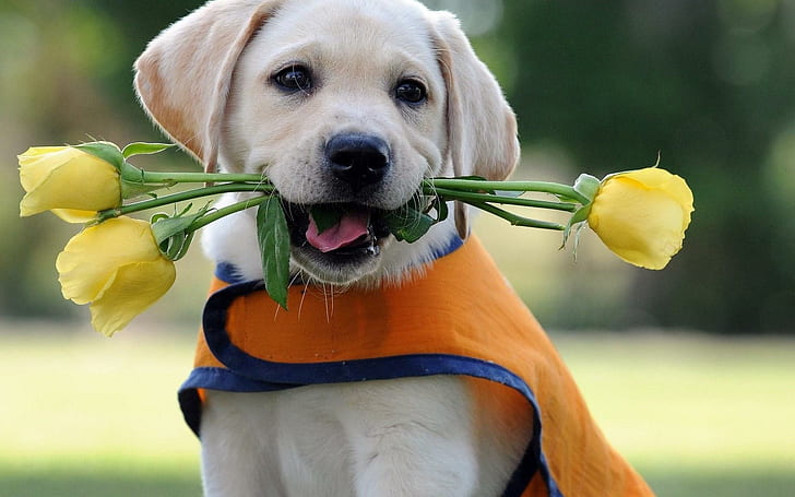 Heartbreaker Pup, yellow, flowers, animals, HD wallpaper