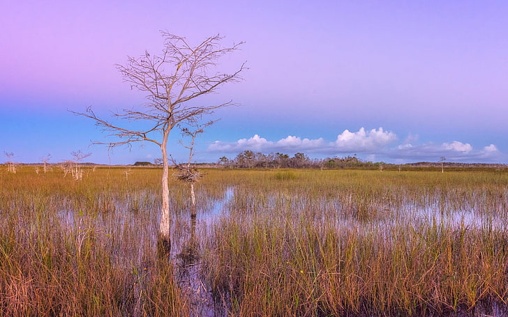 ピンクの夕日の湿地エバーグレーズ-写真HDウォール、 HDデスクトップの壁紙